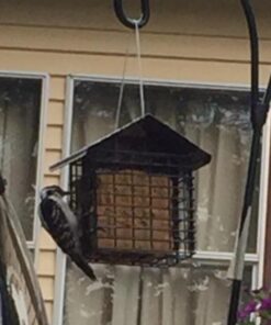 More Birds Double Suet Cage Bird Feeder with Metal Roof, Fruit and Suet Feeder, 2 Suet Cake Capacity Brown Double Cage 31 51BO4fNRuXL