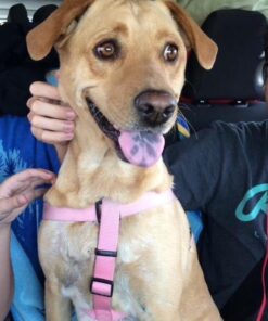 Rachael Ray Nutrish Limited Ingredient Lamb Meal & Brown Rice Recipe, Dry Dog Food, 14 Pound Bag (Packaging Design May Vary) Dry Food 14.00 Pound (Pack of 1) 43 51BfF q ilL