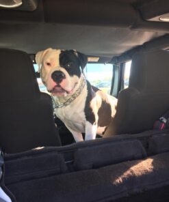 Leashboss Short Dog Leash for Dog Training | Padded Traffic Handle Short Leash for Dog Training, Total Comfort when Dog Walking | Traffic Leash for Dogs Large, Medium, Small | Short Nylon Dog Lead 12 Inch Black 39 51BpLL0Pl3L