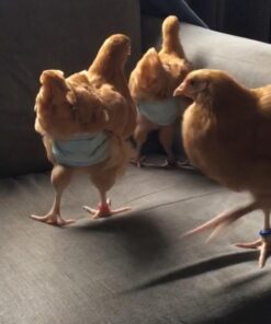 HALYARD Single-Use, Disposable Earloop Medical Mask, Designed For Short-Term Wear, Pleat-Style w/Earloops, Blue, 47080 (Box of 50) 7 51C ACOP ML