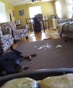 Samsung SNH-V6414BN SmartCam HD Plus 1080p Wi-Fi IP Monitoring Camera 25 51CBezqDw9L