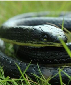 Yoogeer 47 Inches Rubber Lifelike Snakes Scary Gag Gift Incredible Creatures Chain Snakes Rain Forest Snake Toys Wild Life Snakes 12 51CPISM6d7L