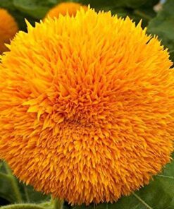 Heirloom Dwarf Teddy Bear Sunflower Seeds - Helianthus annuus - 5K Seeds, 1/4 LB - B69