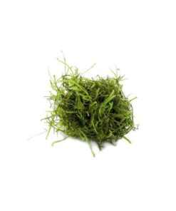 Alternative view of Java Moss - Vesicularia dubyana (4x6 cm) - Live Aquarium Plant