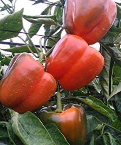 Bell Pepper Seeds for Planting - California Wonder - Heirloom Non-GMO Pepper Seeds for Planting - 100 Seeds - Sweet Pepper Matures from Green to Red by RDR Seeds 22 51CxAQS Y4L