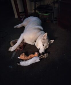 SHARLOVY Dog Squeaky Toys No Stuffing 6 Pack Dog Toys Crinkle Dog Toys for Small Dogs Durable Dog Chew Toys Plush Cute Animals Natural Puppy Toys for Teething Pet Toys Squeak 27 51D59g4Ky L