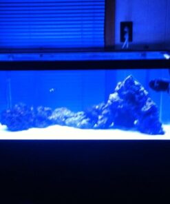 Current USA 36-48" Inch Orbit Marine LED Saltwater Reef Marine Aquarium Light | 24 Hour IR Lighting & eFlux Wave Pump Control | Adjustable Color Spectrum for Fish Tank (4102) Black 36 to 48-Inch 49 51DDRJnATxL