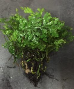 Bolbitis Difformis Baby Leaf Fern Potted Live Aquarium Plants for Freshwater Fish Tank by Greenpro 32 51DF7c5vcYL