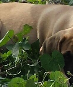 Downtown Pet Supply Yak Cheese Himalayan Dog Chews (1 lb) - 100% Natural, 3 Ingredients, USA Packed - Protein & Calcium Rich Dog Treats for Small to Large Dogs - Long Lasting Rawhide Free Yak Chews 1.00 Pound (Pack of 1) 45 51DTzWYIibL