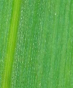 Wireless Digital Microscope, Skybasic 50X-1000X Magnification WiFi Portable Handheld Microscopes with Adjustable Stand HD USB Microscope Camera Compatible with iPhone Android iPad Windows Mac Computer Black 40 51DwcGS1KlL