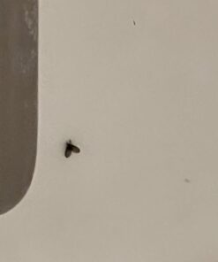 Fruit Fly Goodbye Gel Drain Treatment | Drain Fly Killer | Fruit Fly Killer | Drain Flies Treatment | Fruit Flies Treatment | Drain Fly & Fruit Fly Eliminator (1 Gallon) 32 51DyoAVKAoL