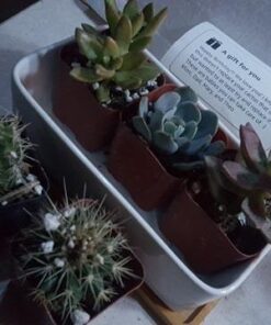 Shop Succulents | Assorted Collection of Live Succulent Plants, Hand Selected Variety Pack of Mini Succulents | | Collection of 5 in 2" pots 23 51EI2xUPahL