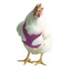 Chicken Harness (Purple, Small) Purple 17 51EXKbGv4DL