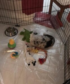 KONG - Cozie Ali Alligator - Indoor Cuddle Squeaky Plush Dog Toy - For Medium Dogs Standard Packaging 35 51EsOLvxk8L