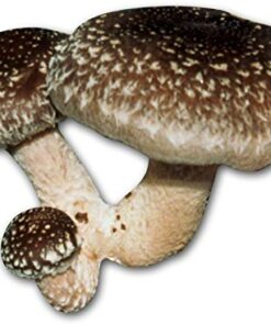 Alternative view of Shiitake Mushroom Mycelium Plug Spawn - 100 Count - Grow Edible Gourmet & Medicinal Shitake Fungi On Trees & Logs