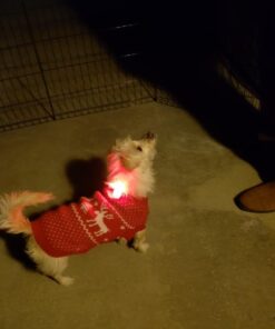 LED Safety Light 2 Pack - Nighttime Visibility for Runners, Cyclists, Walkers, Joggers, Kids, Dogs, Relays & More - Clip to Clothes Strap to Wrist, Ankle, Bike, Collar, or Just About Anywhere! Red 25 51FL rbhcL