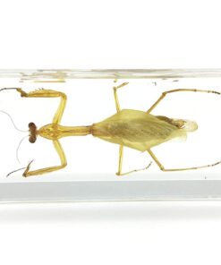 Praying Mantis(Mantis)(rearhorse) Paperweight Specimen Science Education Specimens(4.4x1.6x1.1") 9 51FQu04vVQL