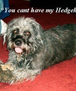 Truimph Super Premium Dog Treats 00851 Dog Salmon & Sweet Potato Jerky, 24-Ounce 1.5 Pounds 1.5 Pound (Pack of 1) 20 51FfJqxSfjL