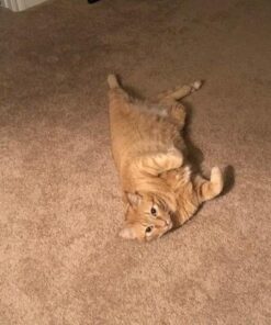 Purina Fancy Feast Chicken Feast Classic Grain Free Wet Cat Food Pate - 3 oz. Can 3.00 Ounce (Pack of 24) 24 51Ffrv8iIJL