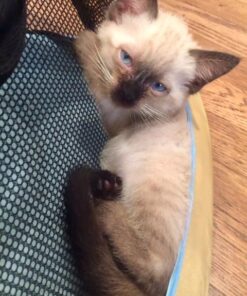 Necoichi Portable Stress Free Cage Carrier and Litter Box, Indoor & Outdoor, Travel (Beige, Carrier) Beige 30 51Fp6ErZJBL 1