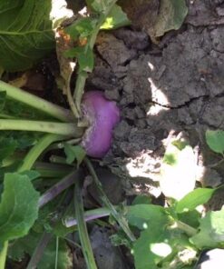 Antler King Honey Hole Mix 42 51GEe2 xgL