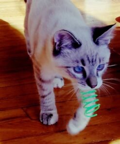 SPOT Ethical Products Ethical Wide Colorful Springs Cat Toy, Medium Breeds 36 51GHHOcEPDL
