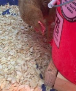 Backyard Barnyard 12 Pack Automatic Chicken Water Nipple Make Your Own Waterer Kit (Install Tools Included) Horizontal Clean Drinker Coop or Poultry Run Bebederos Gallinas Pollos Duck Quail 27 51GUEvqujeL