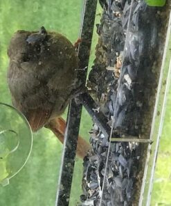 Yardly Noticed Window Bird Feeder with Removable Tray, Drain Holes, Extended Perch, 4 Suction Cups - Crystal Clear See Through Design 2017 - See Wild Birds Up Close, Great for Kids & Cats Large 27 51GzyYGxpSL