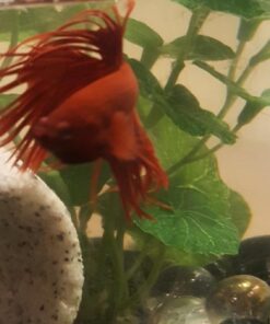 Penn-Plax Deco-Replicas Granite Aquarium Ornament & Hideaway – Realistic Stone Appearance – Safe for Freshwater and Saltwater Tanks – Small Size, White (RR1071) 30 51H0es3YDbL