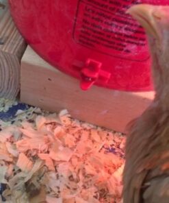 Backyard Barnyard 12 Pack Automatic Chicken Water Nipple Make Your Own Waterer Kit (Install Tools Included) Horizontal Clean Drinker Coop or Poultry Run Bebederos Gallinas Pollos Duck Quail 28 51H2oOe73L