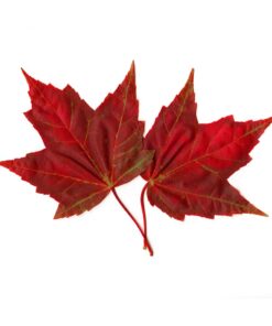 Organic Maple Syrup Extract - PG Free - Non-GMO - Gluten Free - Kosher - Vegan - 32 ounces 3 51HVy2LZnJL 2