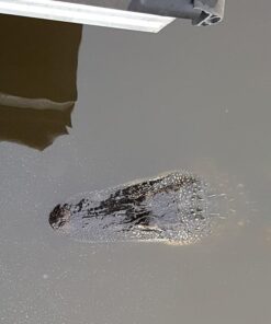 GearLight High-Powered LED Flashlight S1200 - Mid Size, Zoomable, Water Resistant, Handheld Light - High Lumen Camping, Outdoor, Emergency Flashlights 46 51HjuUMHHyL