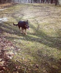 Natural Balance Limited Ingredient Adult Grain-Free Wet Canned Dog Food, Chicken & Sweet Potato Recipe, 13 Ounce (Pack of 12) 29 51Hu8AgLywL