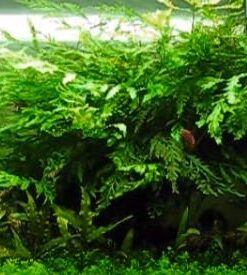 Bolbitis Difformis Baby Leaf Fern Potted Live Aquarium Plants for Freshwater Fish Tank by Greenpro 29 51HzV7fvkvL