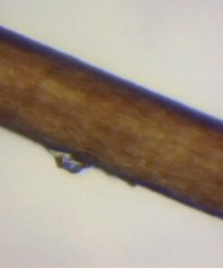 AmScope B120C-E1 40X-2500X LED Biological Binocular Compound Microscope with 3D Double Layer Mechanical Stage + 1.0 MP USB Digital Camera Imager 1.0 MP Camera 32 51I5fSvEN7L