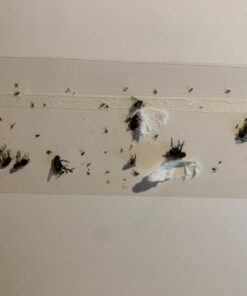 Window Fly Traps by Catchmaster - 12 Count, Ready to Use Indoors. Insect, Bugs, Fly & Fruit Fly Glue Adhesive Sticky Paper - Waterproof Easy Application Ready Disposable Non-Toxic 12 Traps 25 51ITNaE4VfL 1