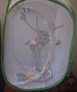 Trasfit Pop-up Insect and Butterfly Habitat Cage Terrarium - 24 Inches Tall 46 51IgaGQUxLL