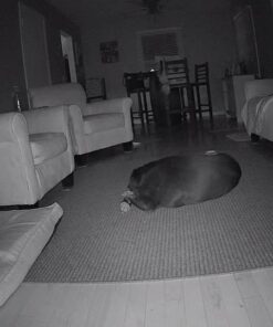 Samsung SNH-V6414BN SmartCam HD Plus 1080p Wi-Fi IP Monitoring Camera 26 51Ih0MqUAxL