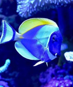 Seachem Cupramine Copper 100ml 1 10 51JET3r5CL