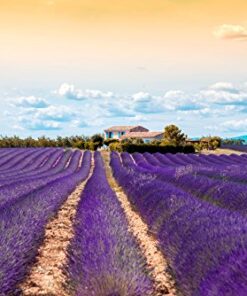 US Organic 100% Pure Lavender Essential Oil, Directly sourced from Bulgaria, USDA Certified Organic, Undiluted, for Diffuser, Humidifier, Massage, Skin, Hair Care, Non GMO, 10 ml 0.33 Fl Oz (Pack of 1) 12 51JRtGFiwYL