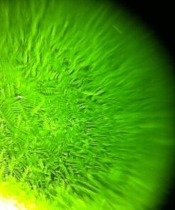 Fairhaven Health Fertile Focus Ovulation Test Kit - Women's Fertility Tracker and Predictor - 3 Days in Advance - Ovulation Kit - Accurate, Reusable Home Saliva Test - Results in Five Minutes 31 51JdLH62d1L