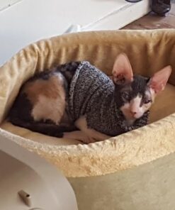 K&H Pet Products Thermo-Kitty Heated Cat Bed Small 16 Inches Sage/Tan 16.0"L x 16.0"W x 6.0"Th Retail Package 32 51JeT9aGZML