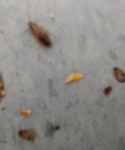 Harris Roach Tablets, Boric Acid Roach Killer with Lure for Insects (4oz, 96 Tablets) 4 oz 33 51JqQB55SEL