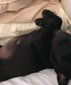 PEDIGREE CHOPPED GROUND DINNER Adult Canned Soft Wet Dog Food Variety Pack, with Chicken and with Beef, 13.2 oz. Cans (Pack of 12) Beef & Chicken 13.2 Ounce (Pack of 12) 33 51JqmcCB2zL