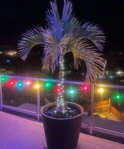 Brightown Solar String Lights, 2 Packs Total 66Ft 200 LED Solar Fairy Lights with 8 Modes, Waterproof Solar Lights for Outside Patio Yard Tree Wedding Christmas(Warm White) 33FT*2Packs Warm White 39 51KQpFr4t9L