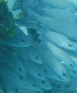 Fujifilm FinePix XP80 Waterproof Digital Camera with 2.7-Inch LCD (Yellow) Yellow 118 51KWFCrjdgL