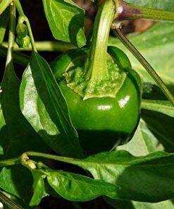 Bell Pepper Seeds for Planting - California Wonder - Heirloom Non-GMO Pepper Seeds for Planting - 100 Seeds - Sweet Pepper Matures from Green to Red by RDR Seeds 20 51L4rmOJAmL