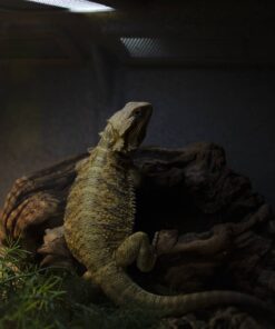 Nikon D7000 DSLR (Body Only) (OLD MODEL) Body Only Base 46 51LBNjlBMZL