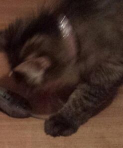 HEXBUG Mouse Robotic Cat Toy (GREY) for all breed sizes 26 51LMGbmjEQL