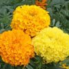 Heirloom African Crackerjack Marigold Seeds - Tagetes erecta - 125 Seeds, 1/2 Gram - B244